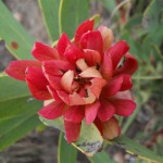 Flowers along the way