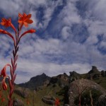 Watsonia's in bloom, with Rhino peak in the background.
