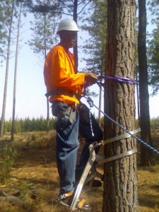 Tree Climb Bicycle